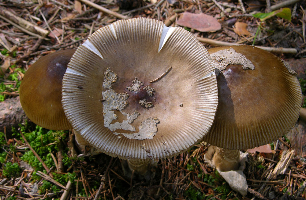 Totofungo...per chi vuole provarci.